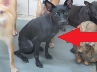 【待認養】混種犬 狗 (女生) - 高雄市壽山動物保護教育園區