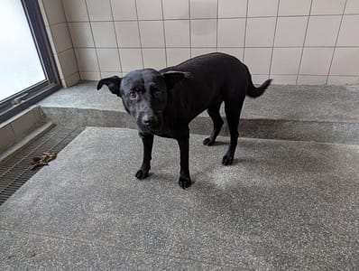 【待認養】混種犬 狗 (男生) - 高雄市燕巢動物保護關愛園區