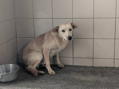 【待認養】混種犬 狗 (男生) - 高雄市燕巢動物保護關愛園區