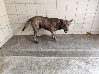 【待認養】混種犬 狗 (男生) - 高雄市燕巢動物保護關愛園區