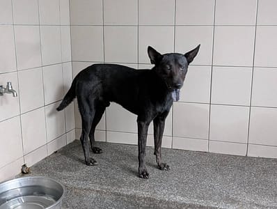 【待認養】混種犬 狗 (男生) - 高雄市燕巢動物保護關愛園區