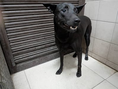 【待認養】混種犬 狗 (女生) - 高雄市燕巢動物保護關愛園區