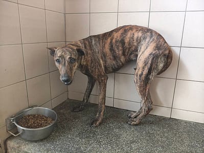 【待認養】混種犬 狗 (女生) - 高雄市燕巢動物保護關愛園區