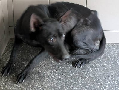 【待認養】混種犬 狗 (女生) - 高雄市燕巢動物保護關愛園區