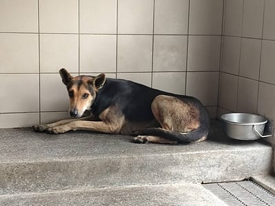【待認養】混種犬 狗 (女生) - 高雄市燕巢動物保護關愛園區