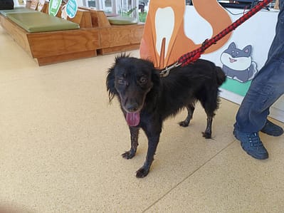 【待認養】混種犬 狗 (男生) - 新竹市動物保護教育園區
