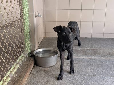 【待認養】混種犬 狗 (女生) - 高雄市燕巢動物保護關愛園區