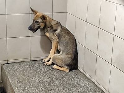 【待認養】混種犬 狗 (女生) - 高雄市燕巢動物保護關愛園區