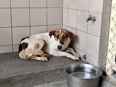 【待認養】混種犬 狗 (男生) - 高雄市燕巢動物保護關愛園區