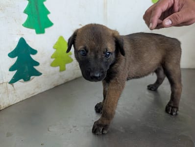 【待認養】混種犬 狗 (男生) - 高雄市燕巢動物保護關愛園區