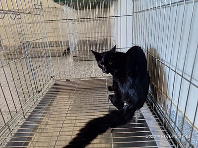 【待認養】混種貓 貓 (男生) - 基隆市寵物銀行