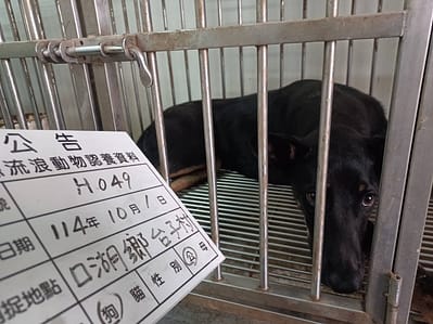 【待認養】混種犬 狗 (女生) - 雲林縣流浪動物收容所