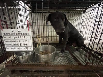 【待認養】混種犬 狗 (男生) - 雲林縣流浪動物收容所