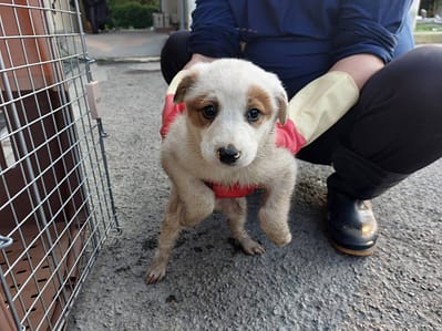 【待認養】混種犬 狗 (女生) - 新北市中和區公立動物之家