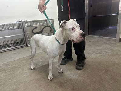 【待認養】阿根廷杜告犬 狗 (女生) - 桃園市動物保護教育園區