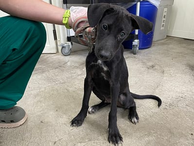 【待認養】混種犬 狗 (男生) - 臺北市動物之家