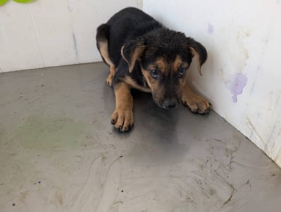 【待認養】混種犬 狗 (女生) - 高雄市燕巢動物保護關愛園區