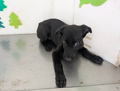 【待認養】混種犬 狗 (女生) - 高雄市燕巢動物保護關愛園區