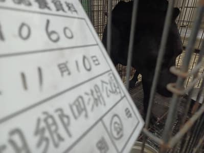 【待認養】混種犬 狗 (男生) - 雲林縣流浪動物收容所