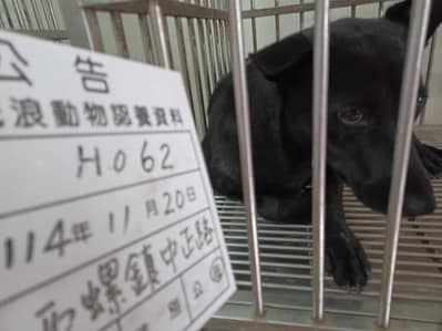 【待認養】混種犬 狗 (女生) - 雲林縣流浪動物收容所