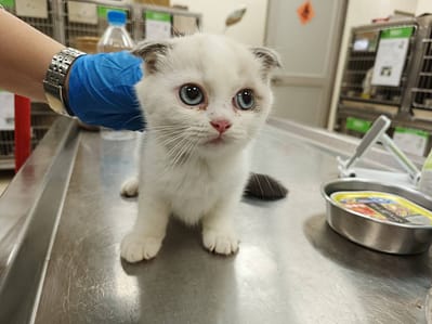 【待認養】混種貓 貓 (女生) - 新竹市動物保護教育園區