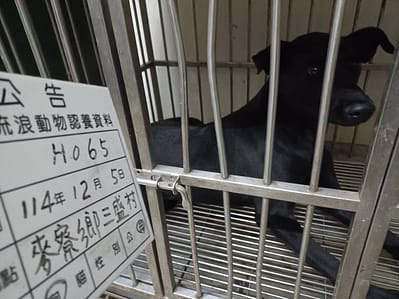 【待認養】混種犬 狗 (女生) - 雲林縣流浪動物收容所