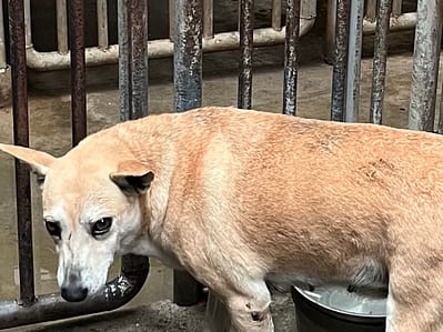 【待認養】混種犬 狗 (女生) - 彰化縣流浪狗中途之家