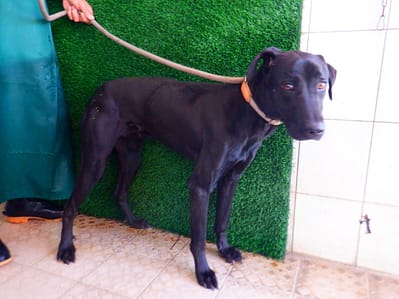 【待認養】混種犬 狗 (男生) - 南投縣公立動物收容所