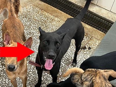 【待認養】混種犬 狗 (女生) - 高雄市壽山動物保護教育園區