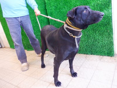 【待認養】混種犬 狗 (女生) - 南投縣公立動物收容所