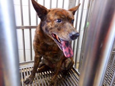 【待認養】混種犬 狗 (男生) - 南投縣公立動物收容所