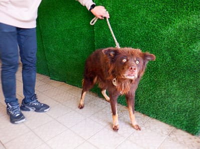 【待認養】混種犬 狗 (男生) - 南投縣公立動物收容所