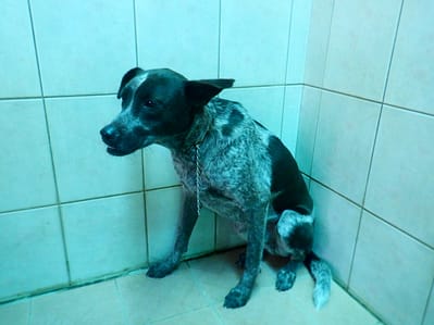 【待認養】混種犬 狗 (男生) - 南投縣公立動物收容所
