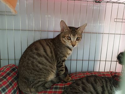 【待認養】混種貓 貓 (男生) - 新北市板橋區公立動物之家