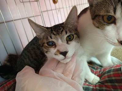 【待認養】混種貓 貓 (男生) - 新北市板橋區公立動物之家