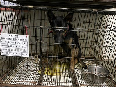 【待認養】混種犬 狗 (男生) - 雲林縣流浪動物收容所