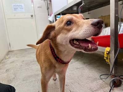 【待認養】混種犬 狗 (男生) - 臺北市動物之家
