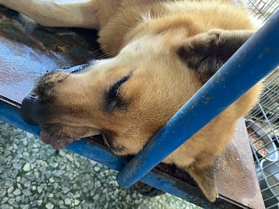 【待認養】混種犬 狗 (男生) - 臺南市動物之家善化站