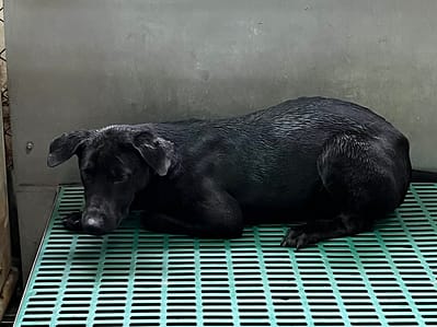【待認養】混種犬 狗 (男生) - 彰化縣流浪狗中途之家