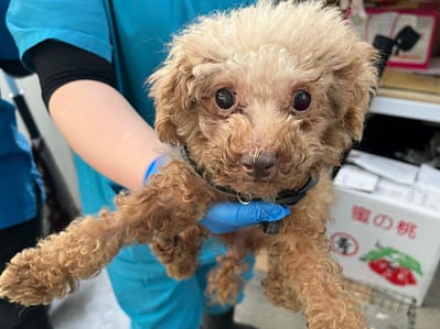 【待認養】貴賓犬 狗 (女生) - 臺北市動物之家