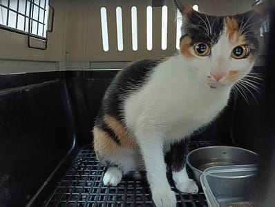 【待認養】混種貓 貓 (女生) - 新竹市動物保護教育園區