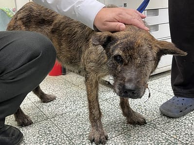 【待認養】混種犬 狗 (女生) - 桃園市動物保護教育園區