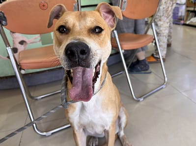 【待認養】混種犬 狗 (女生) - 高雄市壽山動物保護教育園區