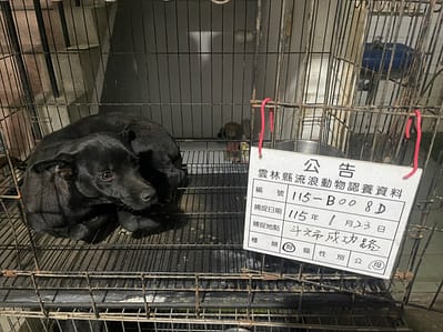 【待認養】混種犬 狗 (女生) - 雲林縣流浪動物收容所