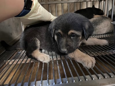 【待認養】混種犬 狗 (男生) - 桃園市動物保護教育園區