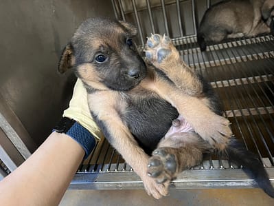 【待認養】混種犬 狗 (男生) - 桃園市動物保護教育園區