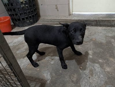 【待認養】混種犬 狗 (男生) - 高雄市燕巢動物保護關愛園區