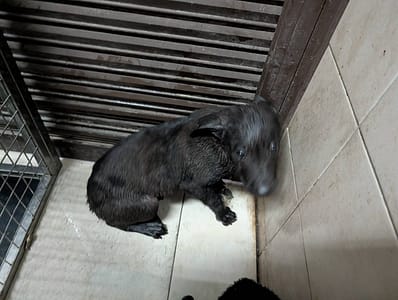【待認養】混種犬 狗 (女生) - 高雄市燕巢動物保護關愛園區