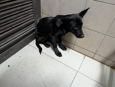 【待認養】混種犬 狗 (女生) - 高雄市燕巢動物保護關愛園區