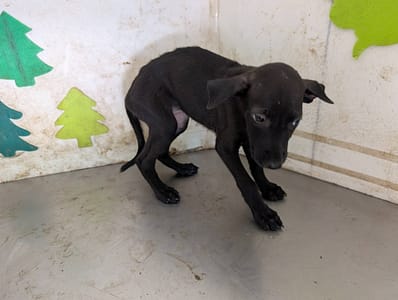 【待認養】混種犬 狗 (女生) - 高雄市燕巢動物保護關愛園區